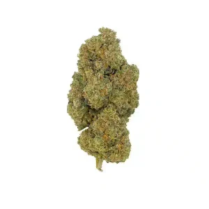 G13 Haze CBD - Indoor