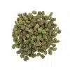 Sour Tsunami – Small Buds – Green-house Française