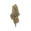 Blackberry Kush - Indoor LED