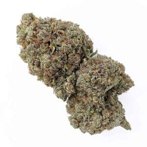 Meilleur CBD Critical + 2.0 CBD - Big Bud - Indoor Hydro