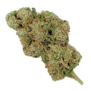 Mango Rainbow CBD - Big Bud - Indoor-Hydro