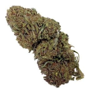 Jack Herer 20% THCX - Bud Mix - Glass-House